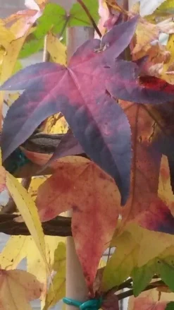 Amberboom Als Leivorm (Liquidambar Styraciflua) -Exporteren Groei Planten Winkel liquidambar leiboom 2 2