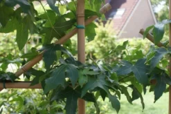 Amberboom Als Leivorm (Liquidambar Styraciflua) -Exporteren Groei Planten Winkel liquidambar styraciflua 2 1