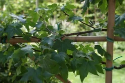 Amberboom Als Leivorm (Liquidambar Styraciflua) -Exporteren Groei Planten Winkel liquidambar styraciflua 3 1