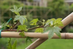Amberboom Als Leivorm (Liquidambar Styraciflua) -Exporteren Groei Planten Winkel liquidambar styraciflua 4 1