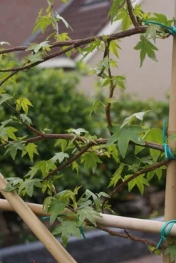 Amberboom Als Leivorm (Liquidambar Styraciflua) -Exporteren Groei Planten Winkel liquidambar styraciflua 5 1