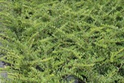 Struikkamperfoelie (Lonicera Pileata) -Exporteren Groei Planten Winkel lonicera pileata 1 1