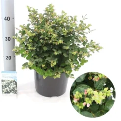 Sneeuwbes (Symphoricarpos 'Magical Galaxy®) -Exporteren Groei Planten Winkel magical