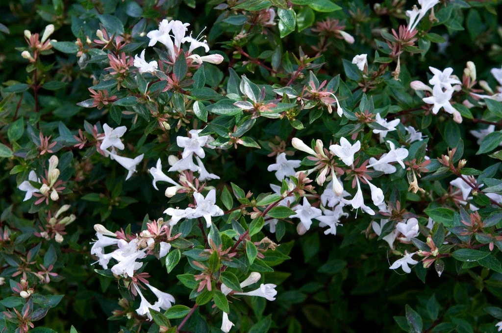 Abelia Op Rek (Abelia Grandiflora) 1 Abelia Op Rek (Abelia Grandiflora)