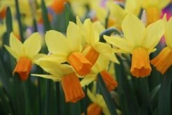Exporteren Groei Planten Winkel -Exporteren Groei Planten Winkel narcissus jetfire 15 1