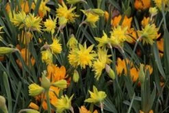 Narcis (Narcissus 'Rip Van Winkle') -Exporteren Groei Planten Winkel narcissus ripvanwinkle 6 1