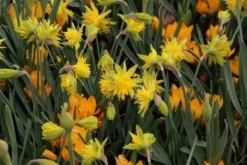 Narcis (Narcissus 'Rip Van Winkle') -Exporteren Groei Planten Winkel narcissus ripvanwinkle 6