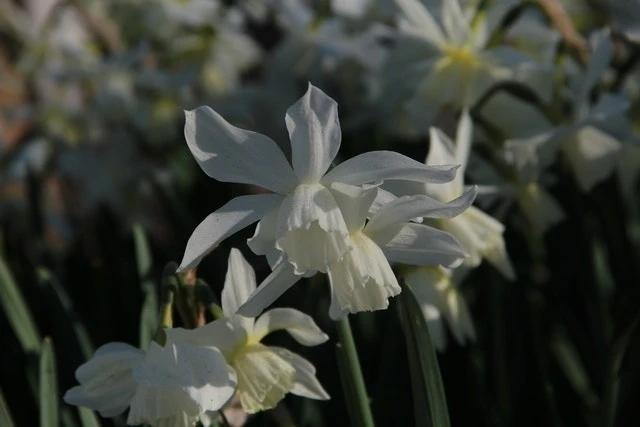 Narcis (Narcissus 'Thalia') 2 Narcis (Narcissus 'Thalia') - Afbeelding 2