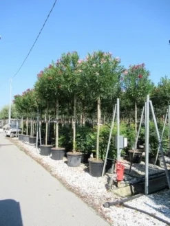 Oleander Als Boom (Nerium Oleander) -Exporteren Groei Planten Winkel nerium