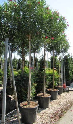 Oleander Als Boom (Nerium Oleander) -Exporteren Groei Planten Winkel nerium 10 12