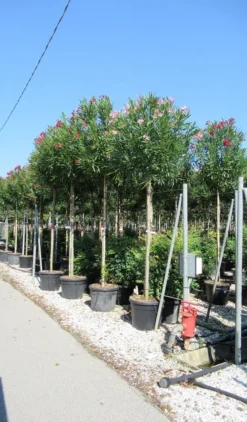 Oleander Als Boom (Nerium Oleander) -Exporteren Groei Planten Winkel nerium 10 12 2