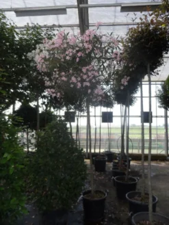 Oleander Als Boom (Nerium Oleander) -Exporteren Groei Planten Winkel nerium oleander 10 12 14ho c70