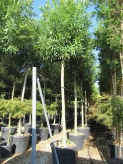 Oleander Als Boom (Nerium Oleander) -Exporteren Groei Planten Winkel nerium stam