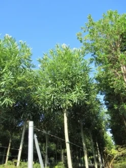 Oleander Als Boom (Nerium Oleander) -Exporteren Groei Planten Winkel nerium stam 2