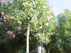 Oleander Als Boom (Nerium Oleander) -Exporteren Groei Planten Winkel nerium stam 3