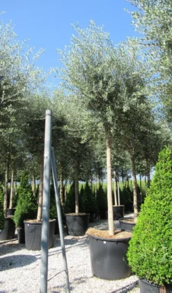 Olijfboom (Olea Europaea ) -Exporteren Groei Planten Winkel olea 2