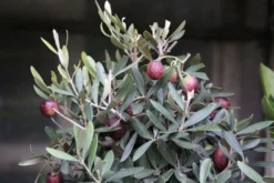 Olijf Als Struik (Olea Europaea) -Exporteren Groei Planten Winkel olea europaea 1 1