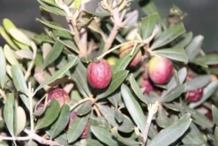 Olijf Als Struik (Olea Europaea) -Exporteren Groei Planten Winkel olea europaea 2 1