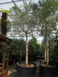 Olijfboom (Olea Europaea ) -Exporteren Groei Planten Winkel olea europaea 40 45ho c750