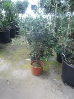 Olijf Als Struik (Olea Europaea) -Exporteren Groei Planten Winkel olea europaea struikvorm 60 80 c10
