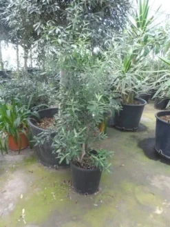 Olijf Als Struik (Olea Europaea) -Exporteren Groei Planten Winkel olea europaea struikvorm 80 100 c20