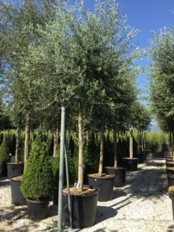 Olijfboom (Olea Europaea ) -Exporteren Groei Planten Winkel olea europea 25 30