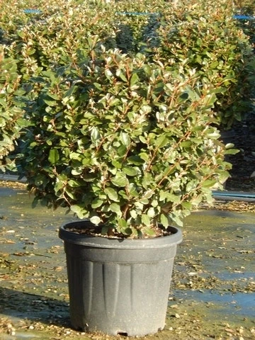 Olijfwilg Als Bol (Elaeagnus Ebbingei 'Compacta') 1 Olijfwilg Als Bol (Elaeagnus Ebbingei 'Compacta')