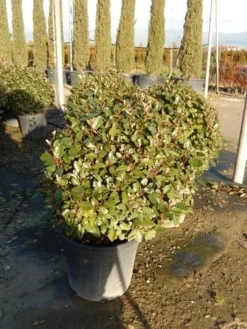 Olijfwilg Als Bol (Elaeagnus Ebbingei 'Compacta') 17 Olijfwilg Als Bol (Elaeagnus Ebbingei 'Compacta') -Exporteren Groei Planten Winkel olijfwilg bollen 6070cm 2 1