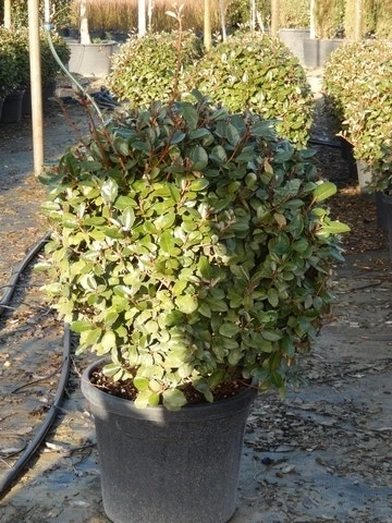 Olijfwilg Als Bol (Elaeagnus Ebbingei 'Compacta') 2 Olijfwilg Als Bol (Elaeagnus Ebbingei 'Compacta') - Afbeelding 2
