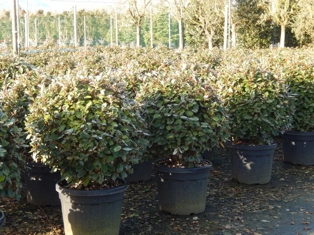 Olijfwilg Als Bol (Elaeagnus Ebbingei 'Compacta') 4 Olijfwilg Als Bol (Elaeagnus Ebbingei 'Compacta') - Afbeelding 4