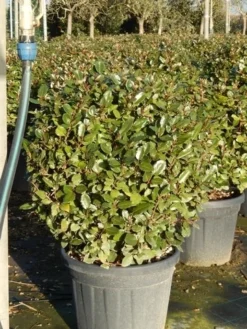 Olijfwilg Als Bol (Elaeagnus Ebbingei 'Compacta') -Exporteren Groei Planten Winkel olijfwilg bollen 6070cm 5