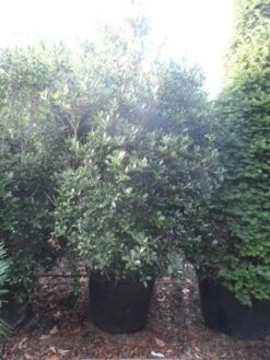 Schijnhulst (Osmanthus Heterophyllus) -Exporteren Groei Planten Winkel osmanthus heterophyllus 175 200 c160 extra