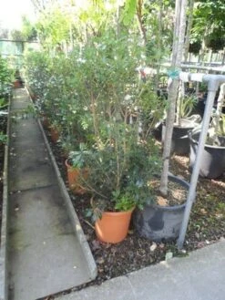 Schijnhulst (Osmanthus Heterophyllus) -Exporteren Groei Planten Winkel osmanthus heterophyllus c10