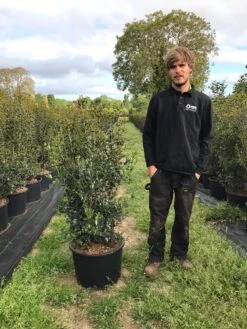 Schijnhulst (Osmanthus Heterophyllus) -Exporteren Groei Planten Winkel osmanthus heterophyllus h100120cm