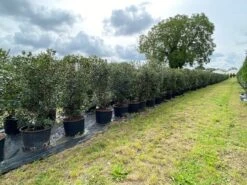 Schijnhulst (Osmanthus Heterophyllus) -Exporteren Groei Planten Winkel osmanthus heterophyllus h120140cm 1