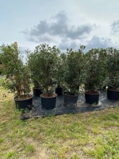 Schijnhulst (Osmanthus Heterophyllus) -Exporteren Groei Planten Winkel osmanthus heterophyllus h120140cm 2