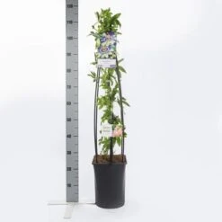 Passiebloem (Passiflora Caerulea) 11 Passiebloem (Passiflora Caerulea) -Exporteren Groei Planten Winkel passiflora caerulea1.00 1.25