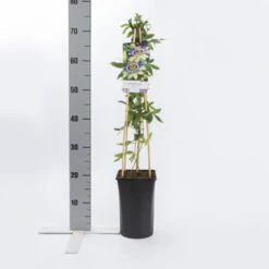 Passiebloem (Passiflora Caerulea) 10 Passiebloem (Passiflora Caerulea) -Exporteren Groei Planten Winkel passiflora caerulea