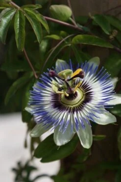 Passiebloem (Passiflora Caerulea) 12 Passiebloem (Passiflora Caerulea) -Exporteren Groei Planten Winkel passiflora caerulea 16