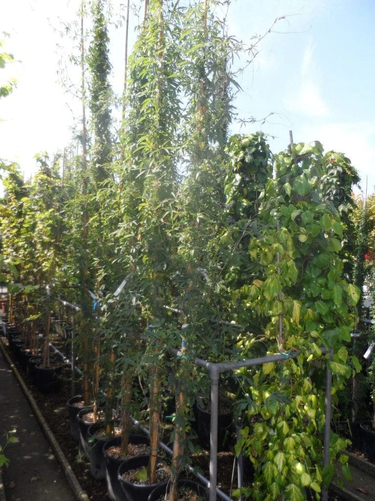 Passiebloem (Passiflora Caerulea) 7 Passiebloem (Passiflora Caerulea) - Afbeelding 7