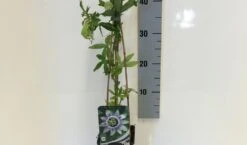 Passiebloem (Passiflora Caerulea) 15 Passiebloem (Passiflora Caerulea) -Exporteren Groei Planten Winkel passiflora caerulea 50 60 c2 1