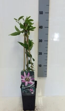 Passiebloem (Passiflora 'Victoria') 5 Passiebloem (Passiflora 'Victoria') -Exporteren Groei Planten Winkel passiflora victoria 50 60 c2