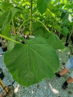 Anna Paulownaboom (Paulownia Fortunei 'Fast Blue') -Exporteren Groei Planten Winkel paulownia fortunei fast blue 2 1