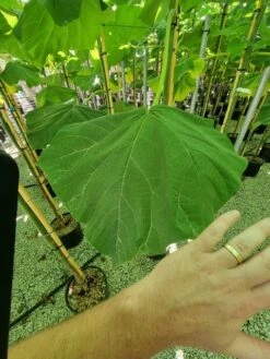 Anna Paulownaboom (Paulownia Fortunei 'Fast Blue') -Exporteren Groei Planten Winkel paulownia fortunei fast blue 3 1