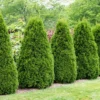 Thuja (Thuja Occidentalis 'Pyramidalis Compacta')