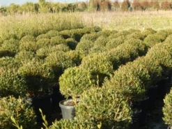 Steenlinde Als Bol (Phillyrea Angustifolia) -Exporteren Groei Planten Winkel phillyrea angustifolia 1