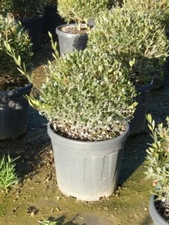 Steenlinde Als Bol (Phillyrea Angustifolia) -Exporteren Groei Planten Winkel phillyrea angustifolia 2