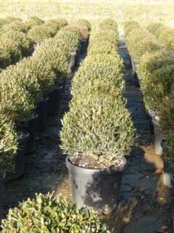 Steenlinde Als Bol (Phillyrea Angustifolia) -Exporteren Groei Planten Winkel phillyrea angustifolia 3