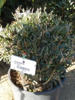 Steenlinde Als Bol (Phillyrea Angustifolia) -Exporteren Groei Planten Winkel phillyrea angustifolia bol