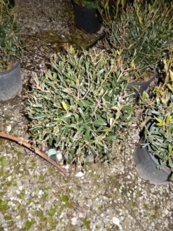 Steenlinde Als Bol (Phillyrea Angustifolia) -Exporteren Groei Planten Winkel phillyrea angustifolia bol